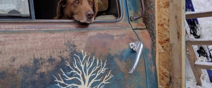 Dog in Truck